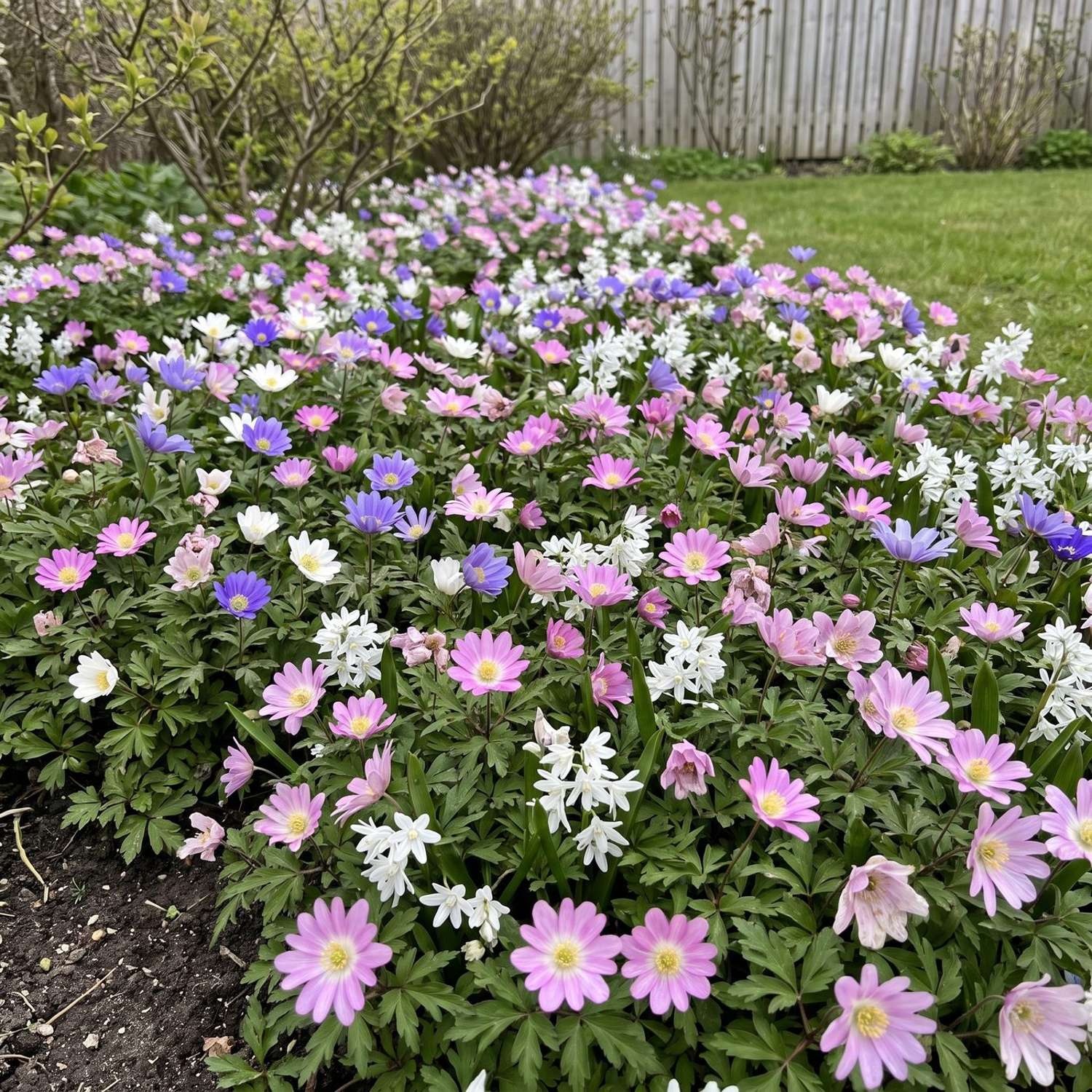Fertigbeet 'Starry Carpet' (1 m²)